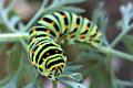 papilio machaon chenille